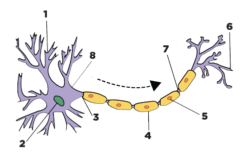 Matching the parts of a Neuron Diagram | Quizlet