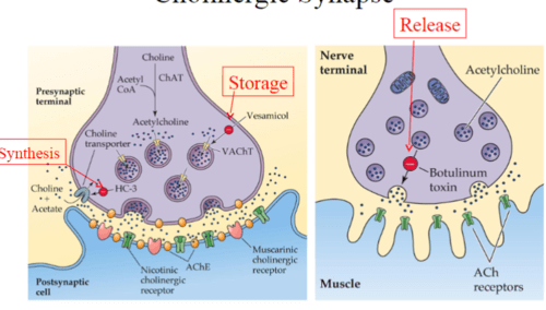 Acetylcholine Neurochem Flashcards | Quizlet