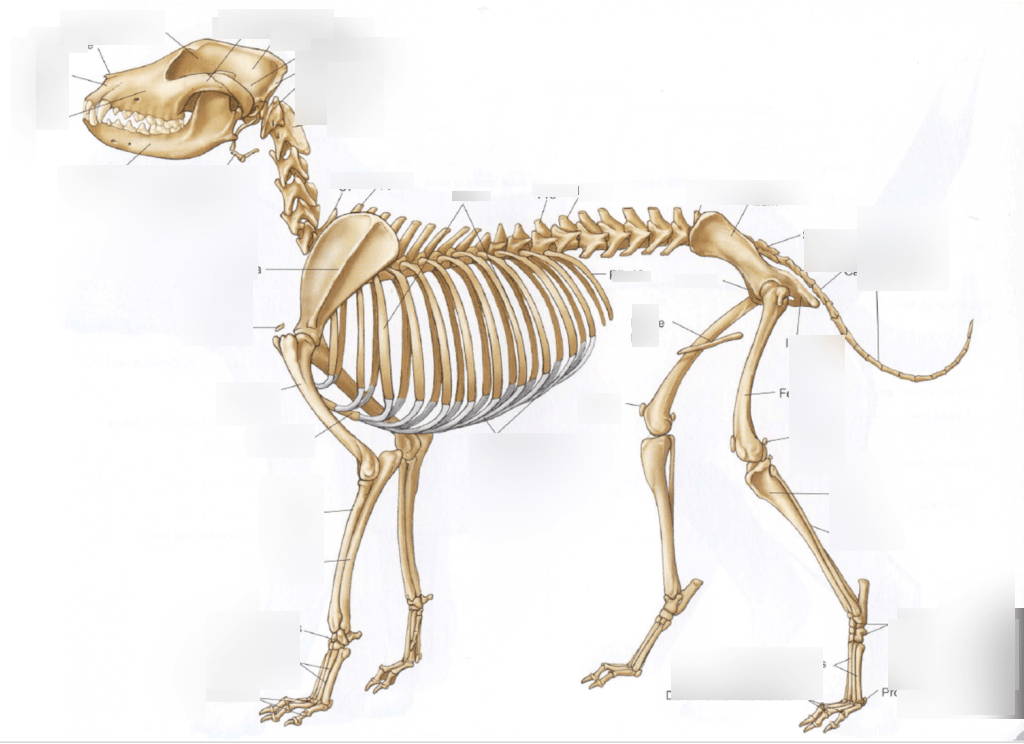 ANS 205 canine identify Diagram | Quizlet