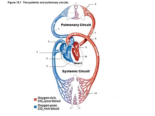 Systemic and Pulmonary Circuits Flashcards | Quizlet