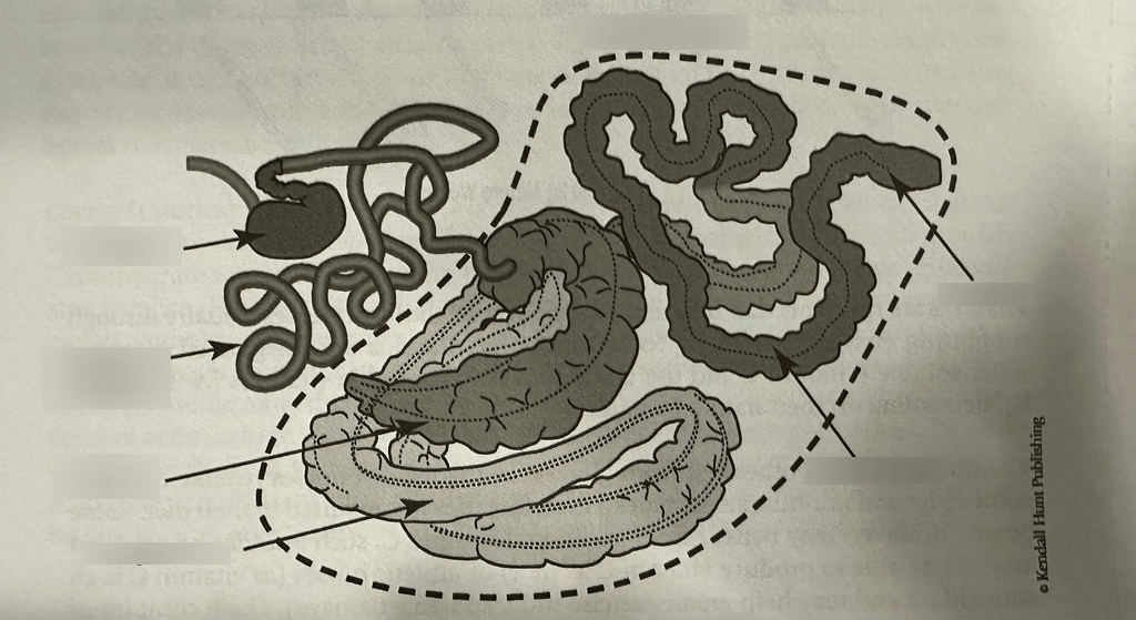 ANS 110 Exam 3 Digestive Tract Diagram Diagram | Quizlet