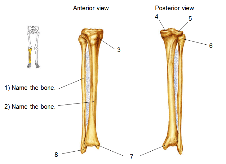 Lower Extremities 2 Diagram Quizlet