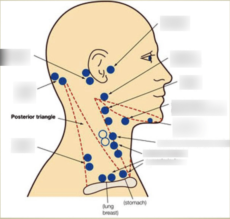 Lymph Nodes Diagram | Quizlet
