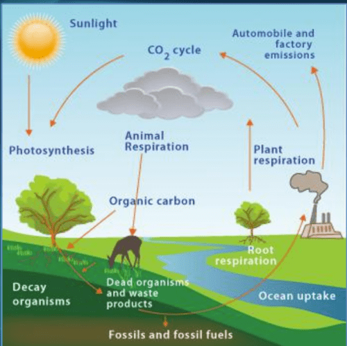 Nutrient cycles and energy flow Flashcards | Quizlet