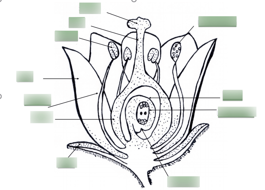 Flower Diagram | Quizlet