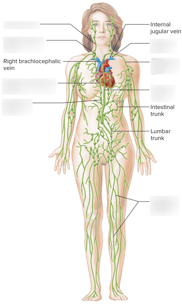 Diagram - Lymphatic System Diagram | Quizlet