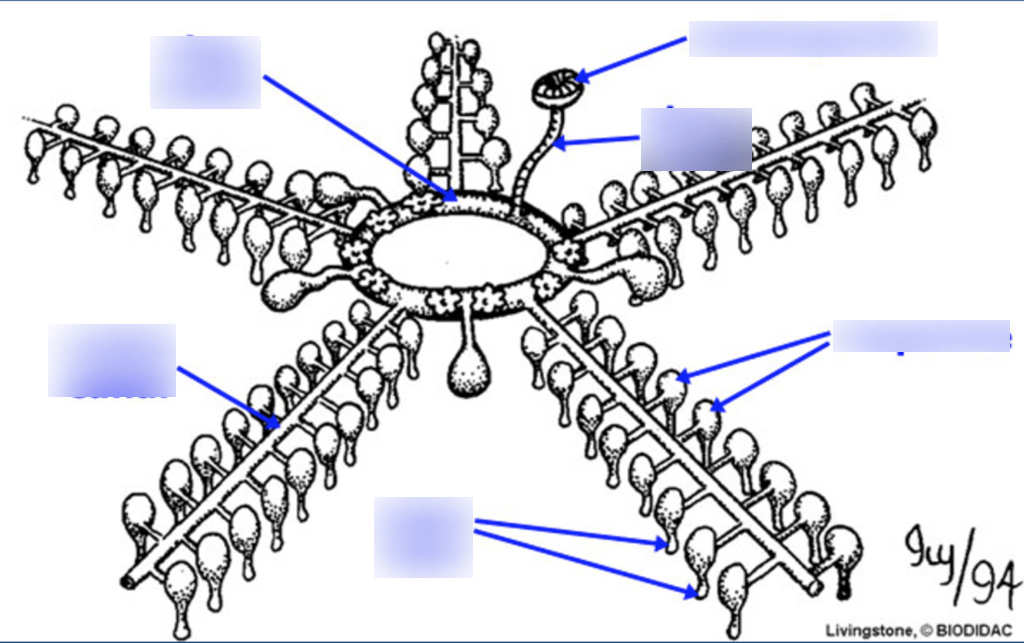 Water Vascular System of Sea Stars Diagram Quizlet