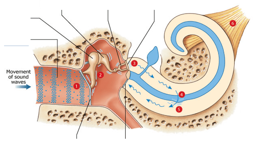Sound and Hearing Diagram Quizlet