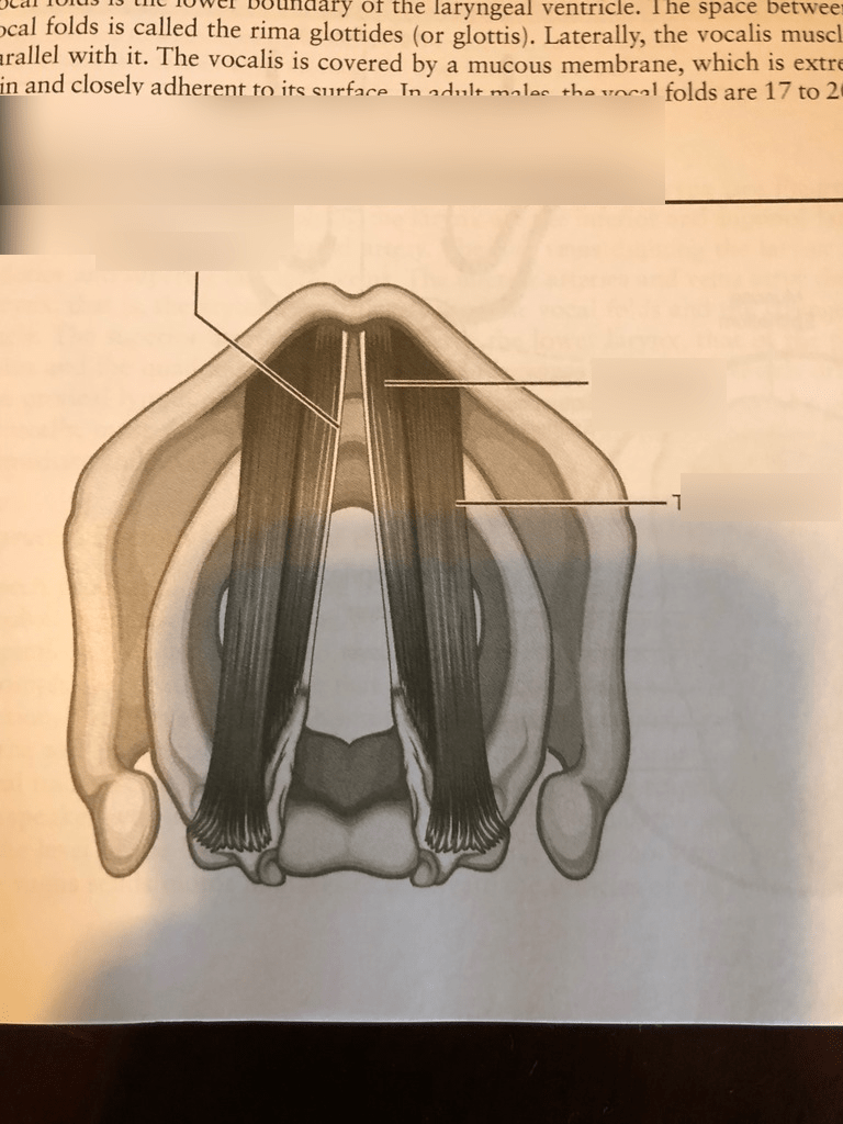 Vocal Ligaments Diagram Quizlet