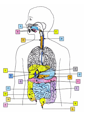 Digestive System Unit Test Diagram | Quizlet