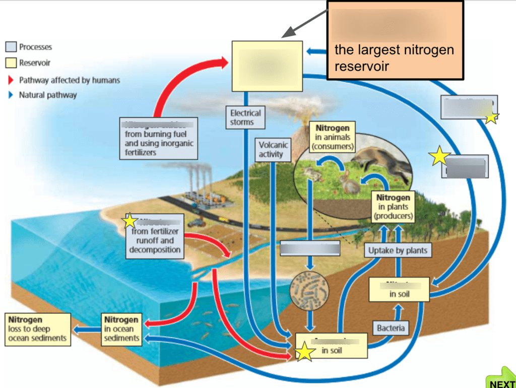 Nitrogen Cycle Diagram Quizlet