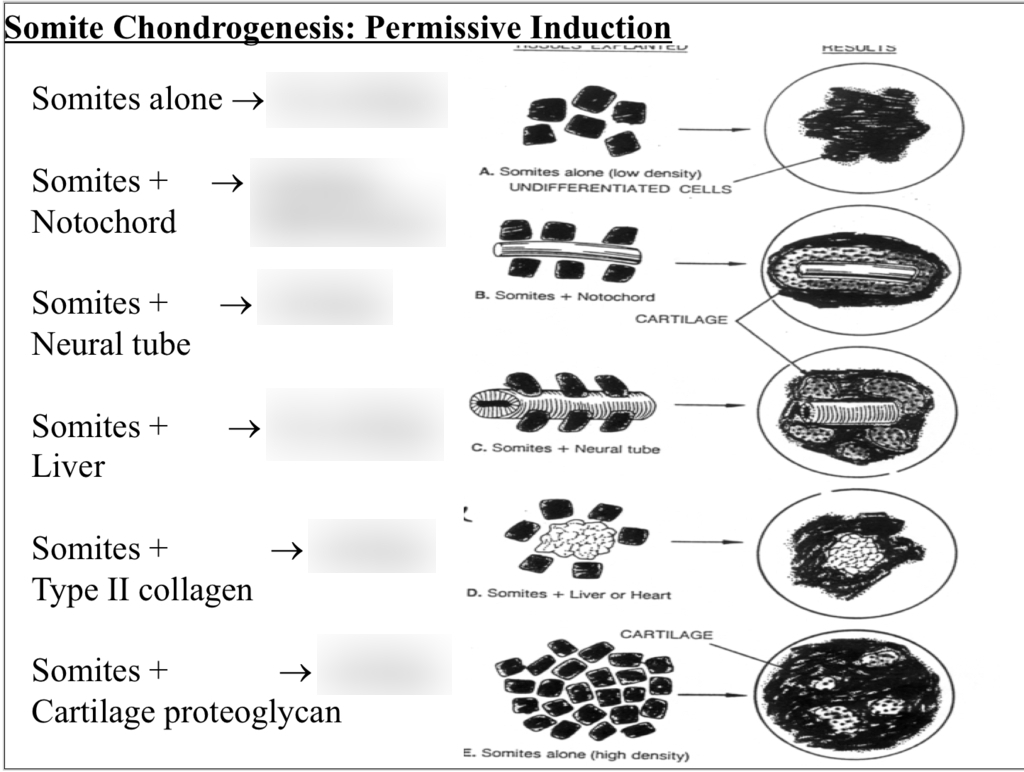 Somite Chondrogenesis Permissive Induction Diagram Quizlet