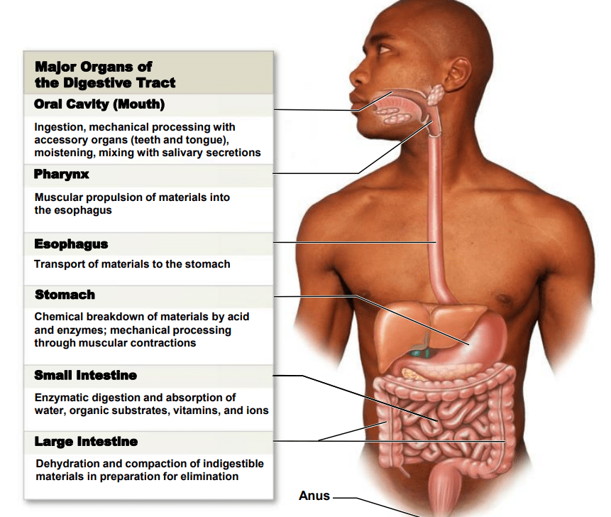Digestive System Diagram | Quizlet