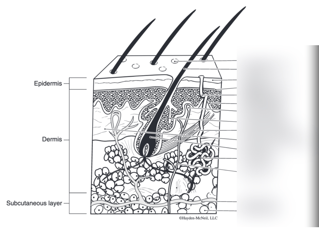 Skin Diagram Part 2 Diagram | Quizlet