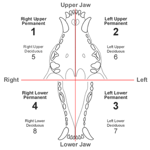 Dental Anatomy flashcards Quizlet