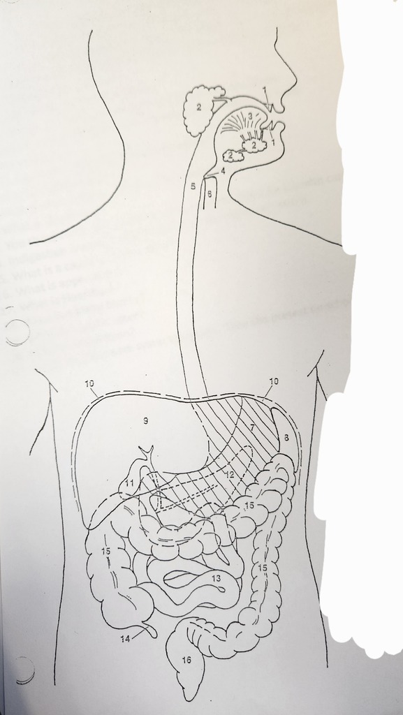 Digestive System Study Guide - Health B Diagram | Quizlet
