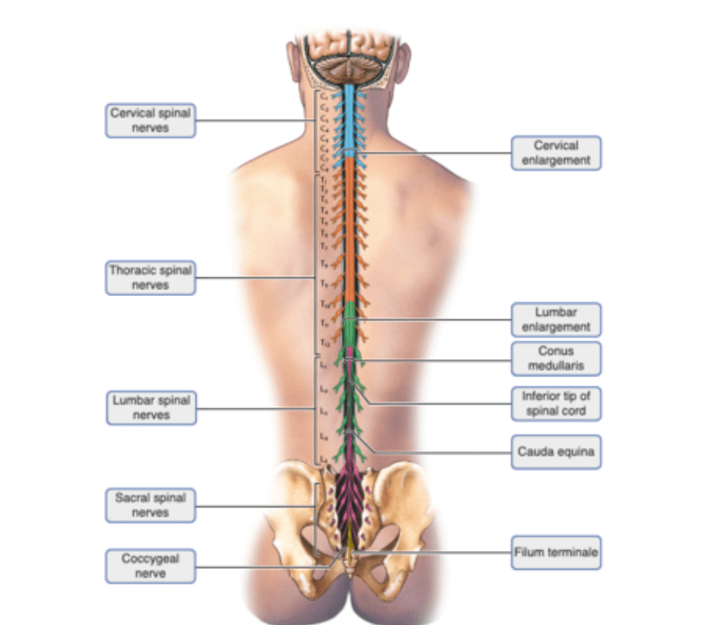 Spinal Nerves Diagram | Quizlet