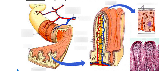 digestive system anatomy 4 Diagram | Quizlet
