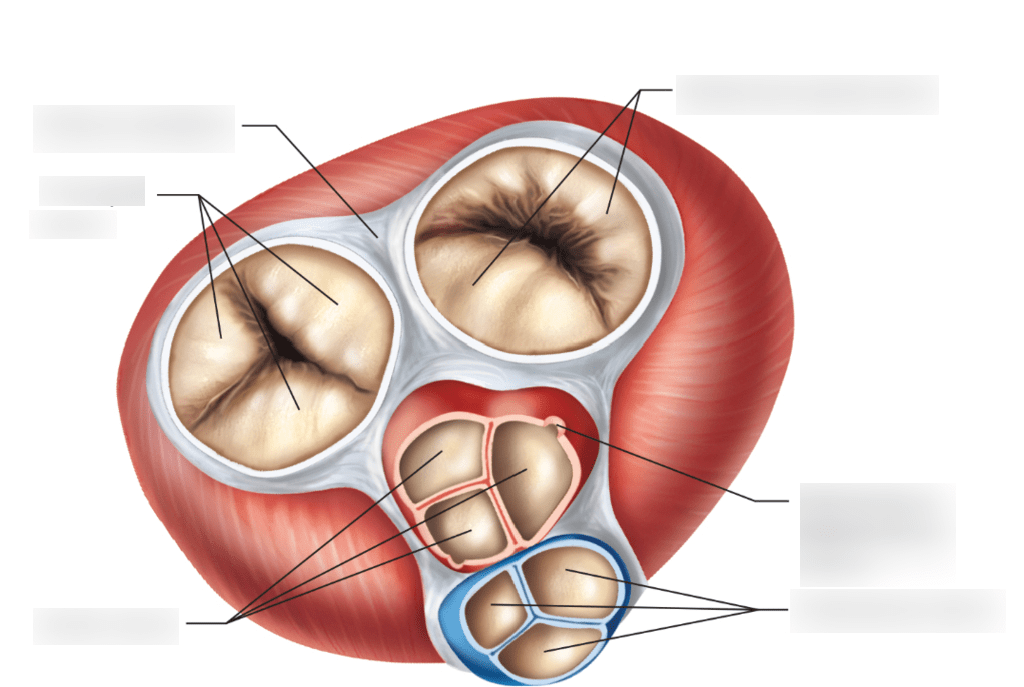 Diagram - Heart Valves Diagram | Quizlet