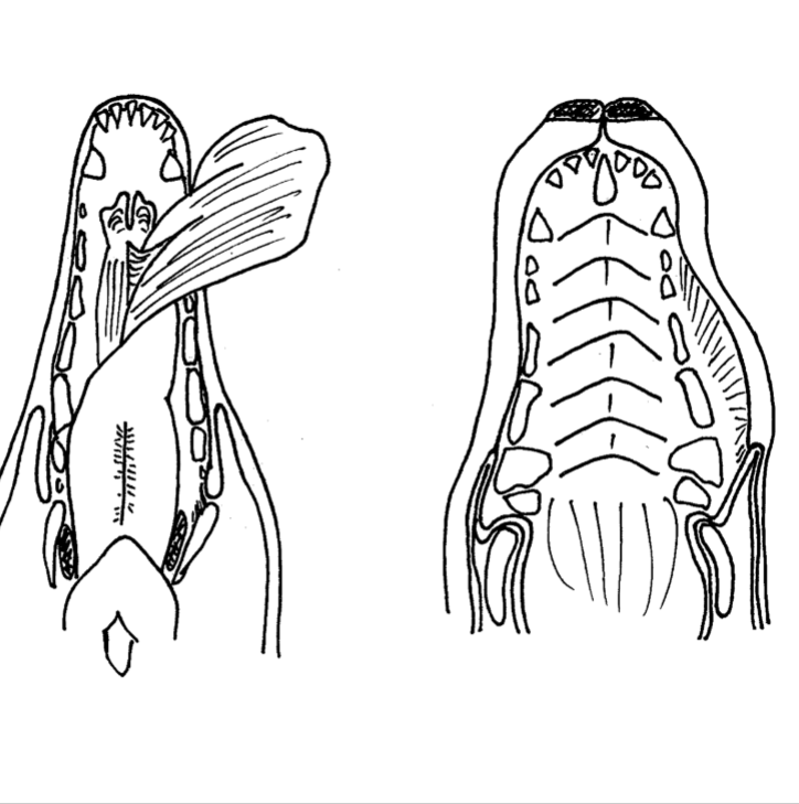 Oral Cavity 1 Diagram Diagram Quizlet