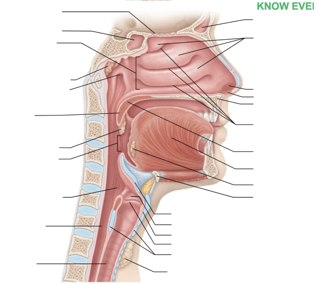 diagram of structures of the upper respiratory tract Diagram Quizlet