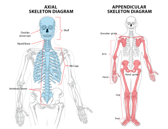 Appendicular + Axial Skeleton Diagram | Quizlet