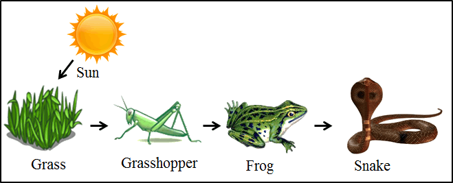 maycintadamayantixibb What Is A In The Food Chain