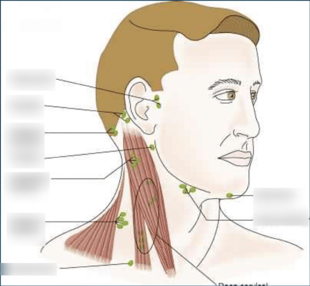 Diagram of Lymph nodes of the neck | Quizlet