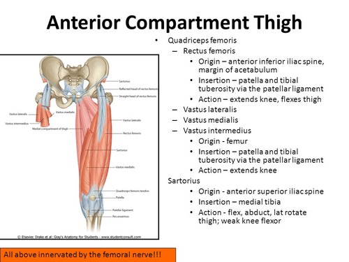 Pdbio 210, Lesson 8: Muscles Of The Lower Body Flashcards | Quizlet