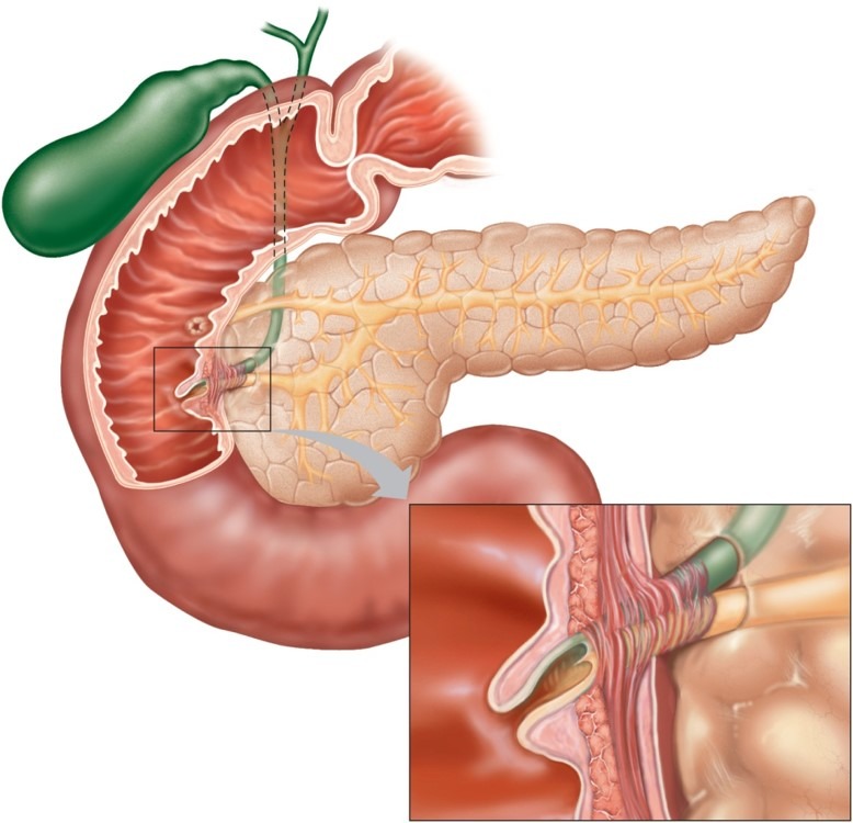 Lab liver, gallbladder, and pancreas Diagram Quizlet