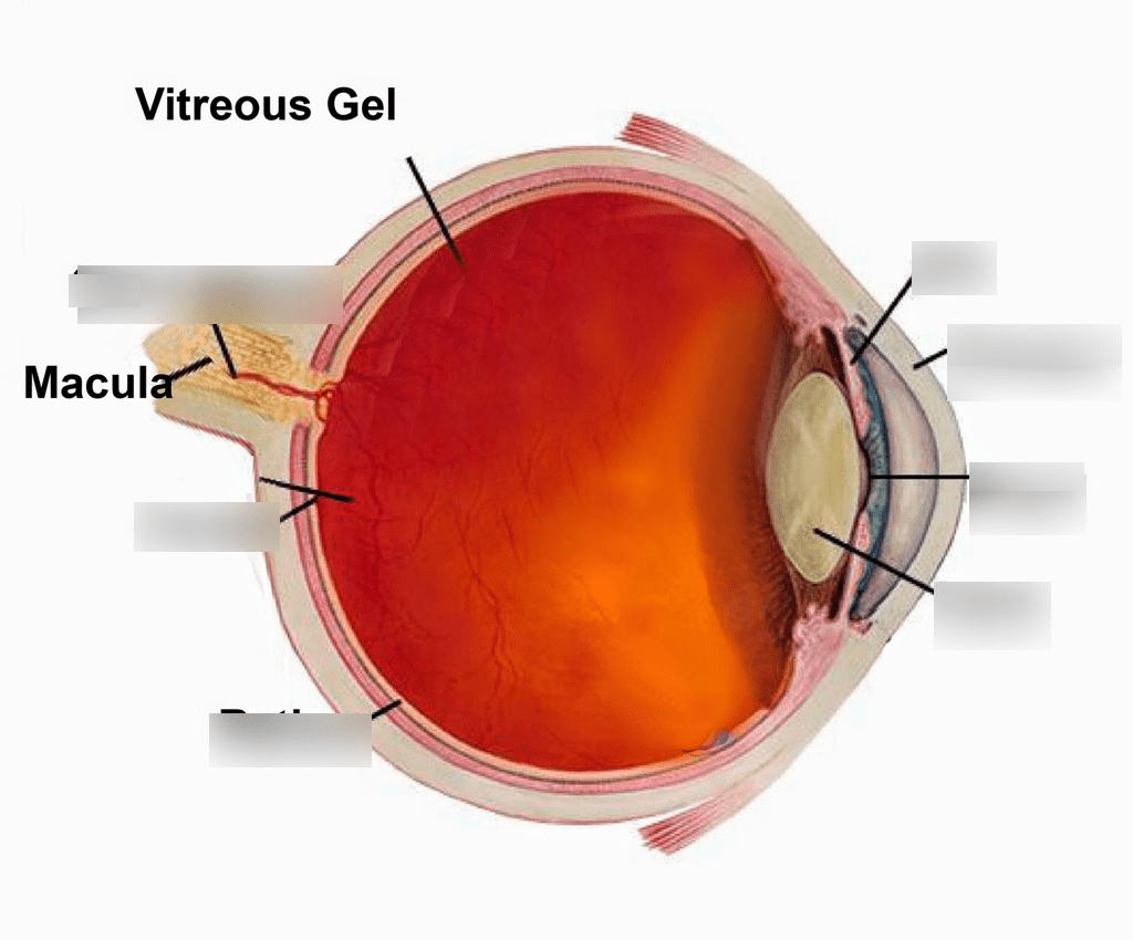 Psychology Exam 1Chapter 3 sensation and Perception Diagram Quizlet