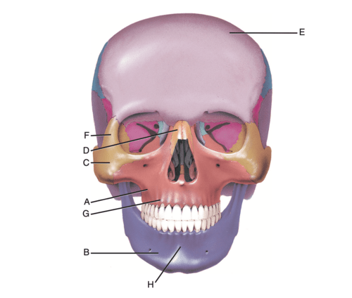 label Flashcards | Quizlet