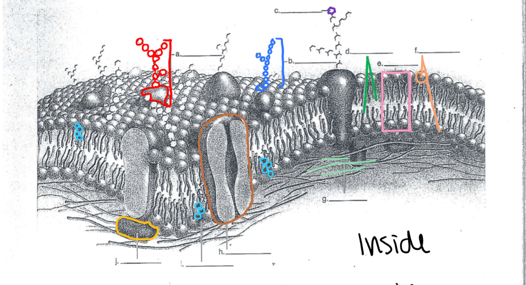 cell membrane diagram Diagram | Quizlet