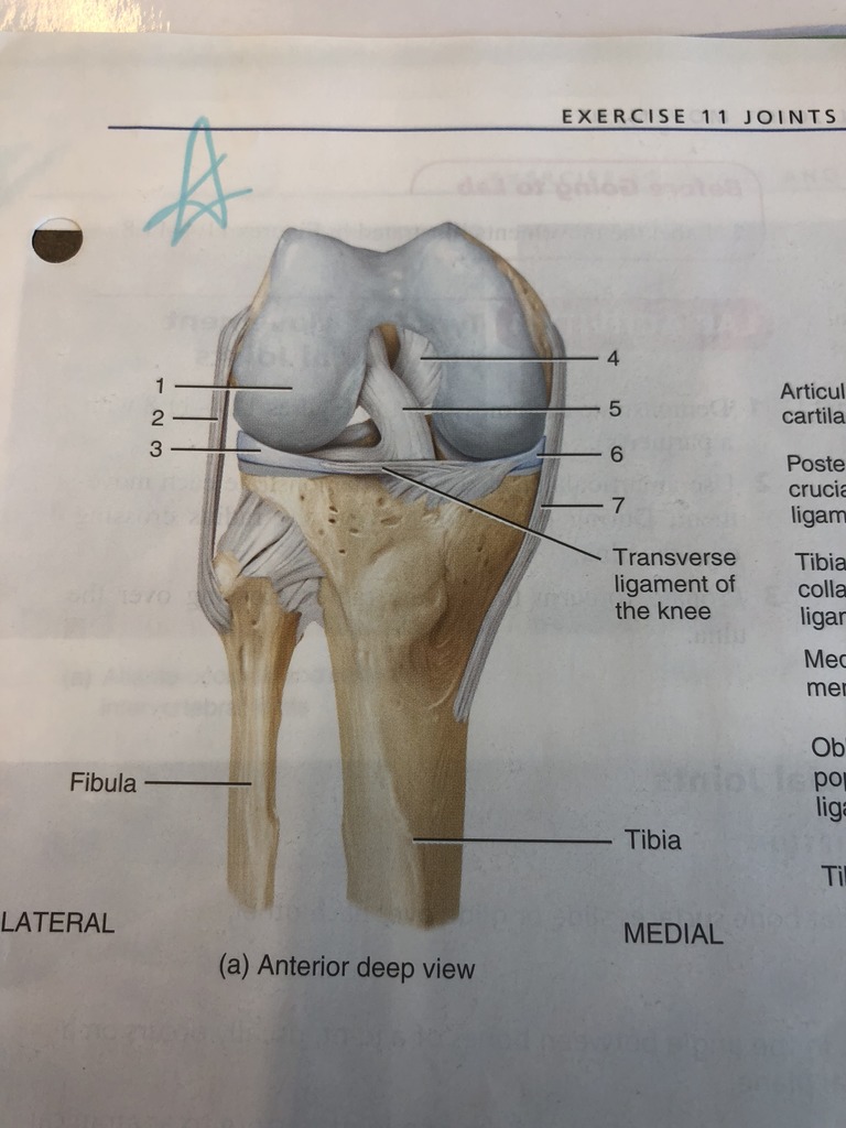 Knee Joint Diagram Quizlet