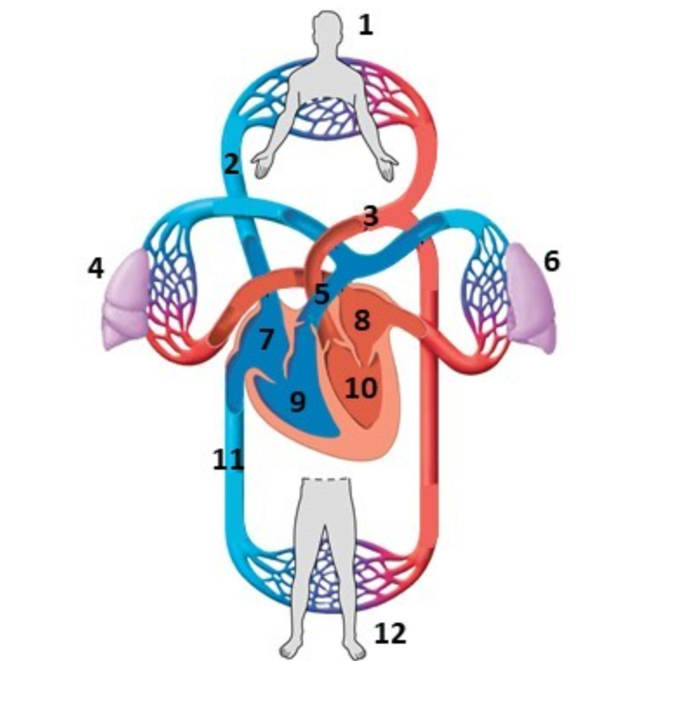 Cardiovascular system diagram Diagram | Quizlet