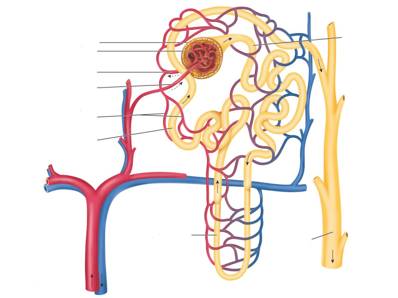 Chapter 16 Structure of a nephron Diagram | Quizlet