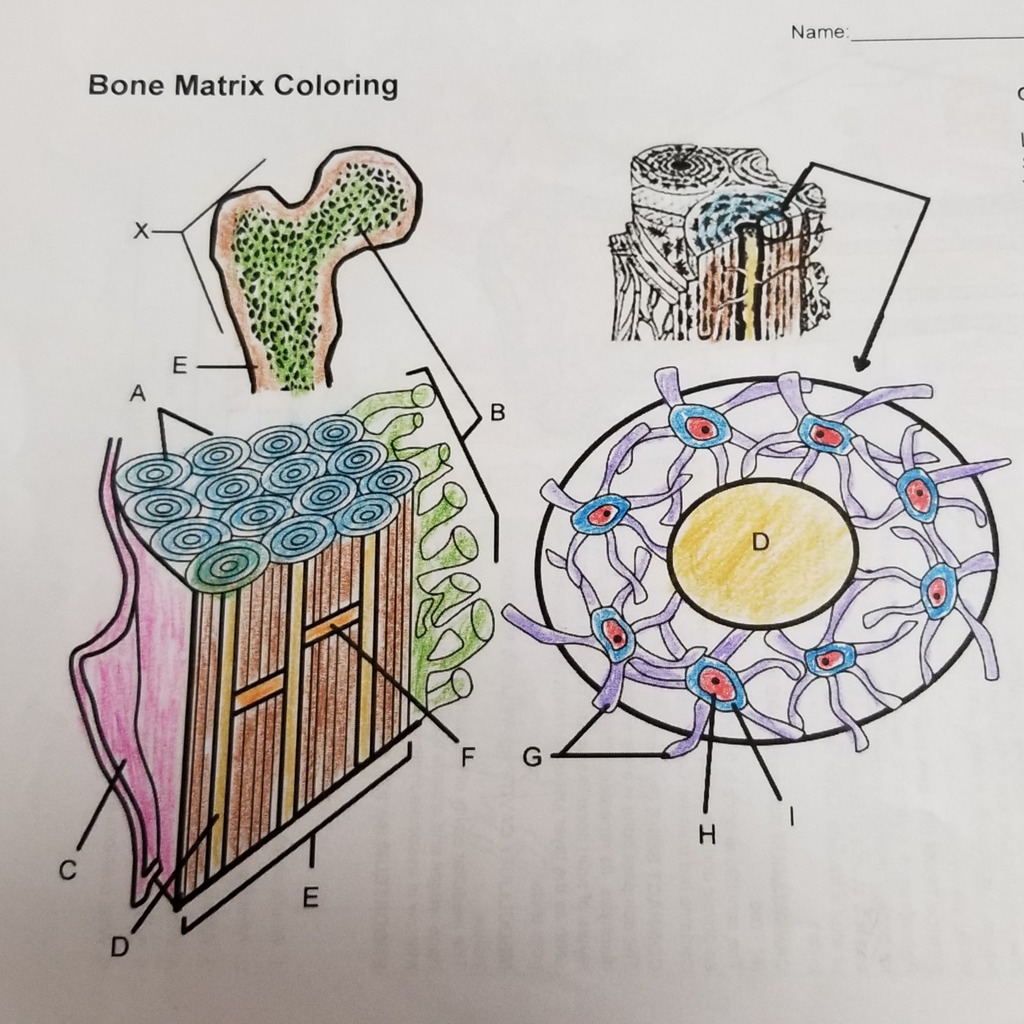 What Type Of Bone Is Arranged In Concentric Layers Quizlet