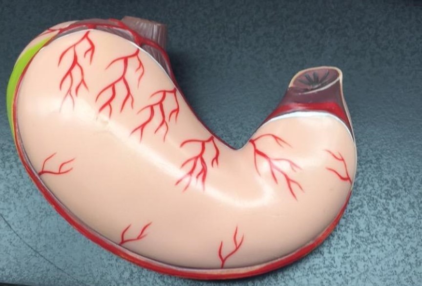 ap Diagram | Quizlet