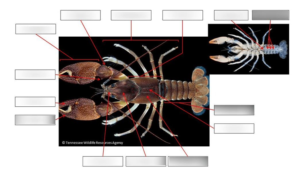 Crayfish External Structures: Part Three Diagram | Quizlet