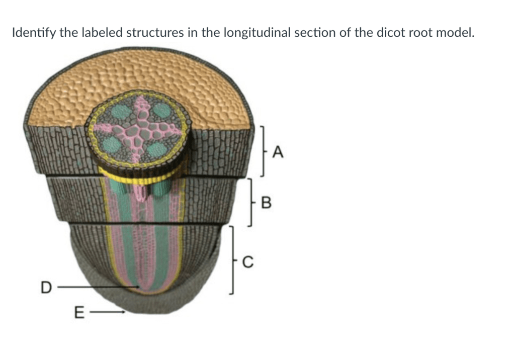 Plant Anatomy Root Diagram 2 dicot Diagram | Quizlet