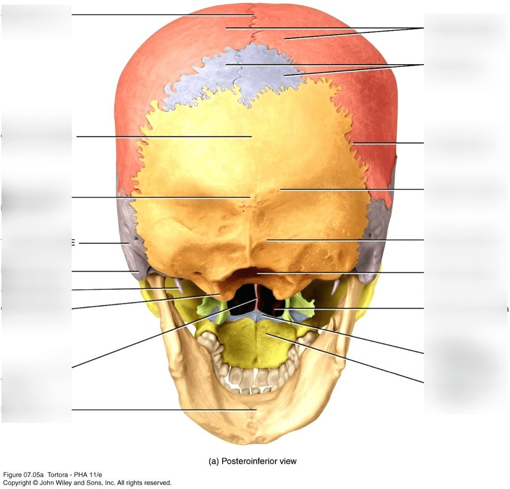 Test #2: Posterior Skull Diagram | Quizlet