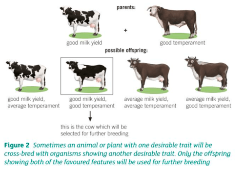 18. Selective breeding, genetic engineering and cloning Flashcards