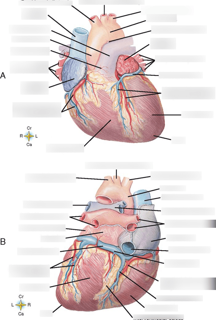 Quizlet Heart Anatomy