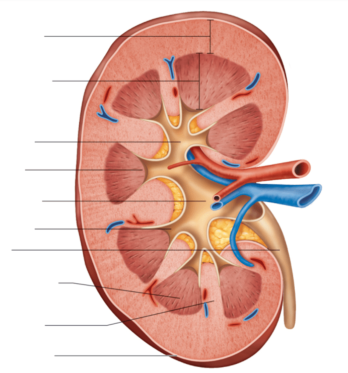 Internal Kidney Diagram Diagram | Quizlet