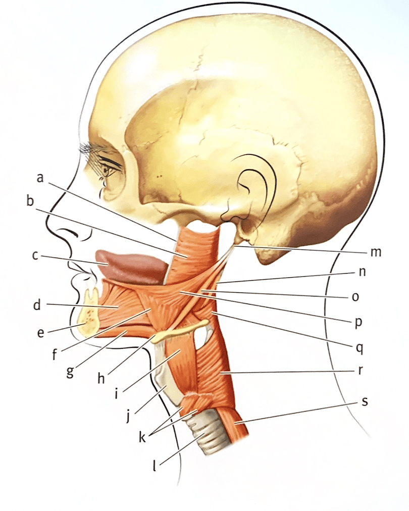 extrinsic muscles of the tongue, pharynx and larynx, lateral view