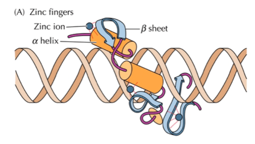 Exam 2: control of gene expression Flashcards | Quizlet