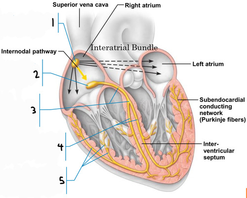 HEART PART 2: Electrical impulses and contraction Flashcards | Quizlet