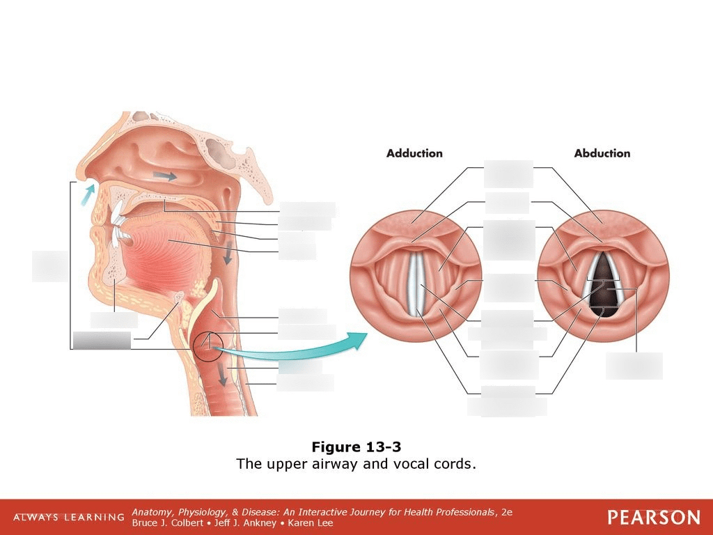 The upper airway and vocal cords Diagram Quizlet