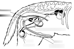 Male Canine Reproductive System Diagram | Quizlet