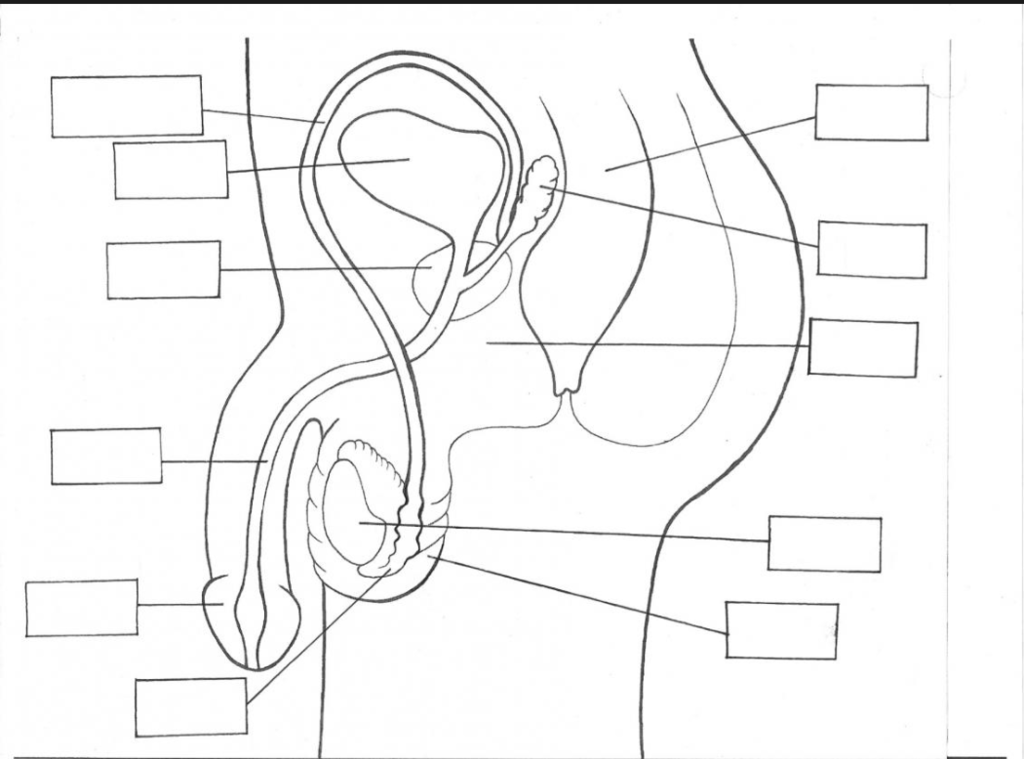 Male Reproductive System Diagram Quizlet Human Anatomy